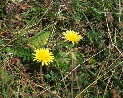 Прикрепленное изображение: DSCF5804.jpg